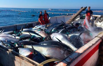 THE ALMADRABA TUNA