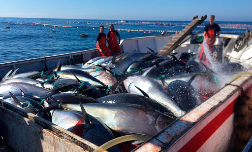 THE ALMADRABA TUNA