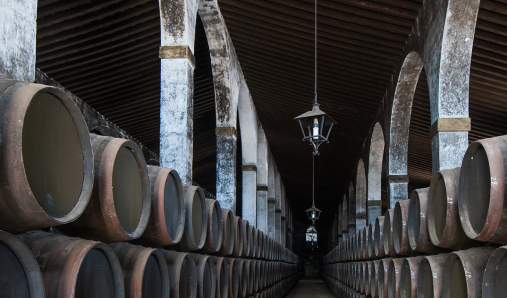 Enjoy the Wines and Musts of the Region