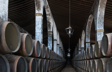 Enjoy the Wines and Musts of the Region