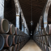 Enjoy the Wines and Musts of the Region